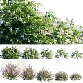 Different Types of Flowering Shrubs With White Blossoms and Green Foliage