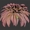 Pink Dahlia Flower With Vibrant Petals In Full Bloom Against Gray Background