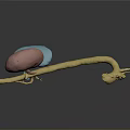 Colored 3D Anatomical Organs Model Featuring Blue Pink And Yellow Structures