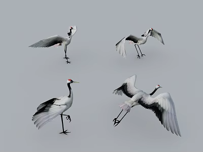Flying Animal Crane in Various Poses Standing Spreading Wings and Taking Off on Gray Background 3d model