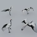 Flying Animal Crane in Various Poses Standing Spreading Wings and Taking Off on Gray Background
