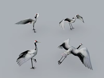 modern red-crowned crane 3d model