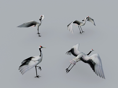 modern red-crowned crane 3d model