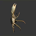 Detailed Aquatic Animal Crab Featuring Light Colored Body And Raised Claws On Dark Background