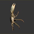 crab sea crab river crab hairy crab bread crab hermit crab big crab small crab marine animal fish 3d model