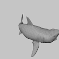 Large Gray Shark With Open Mouth And Sharp Fins In Deep Sea
