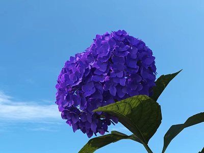 Vibrant Purple Hydrangea Bloom Against Clear Blue Sky With Green Leaves 3d model