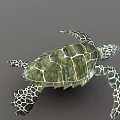 Green Sea Turtle With Patterned Carapace And Extended Flippers On Gray Background 3d model