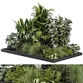 Lush Green Indoor Plants Arranged in Black Tray with Various Leafy Foliage