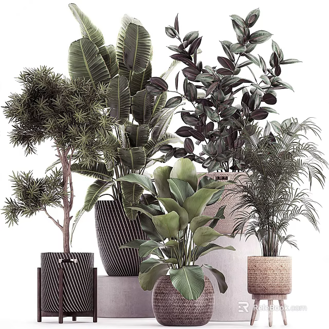 Indoor Bonsai and Potted Plants with Various Green Foliage and Stylish Planters 3d model 