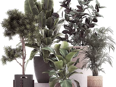 Indoor Bonsai and Potted Plants with Various Green Foliage and Stylish Planters 3d model
