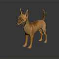 Light Brown Chihuahua Dog Standing On Dark Reflective Surface With Ears Perked And Alert Expression