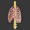 Human Rib Cage Skeleton Model With Thoracic Spine And Anatomical Bone Structure 3d model