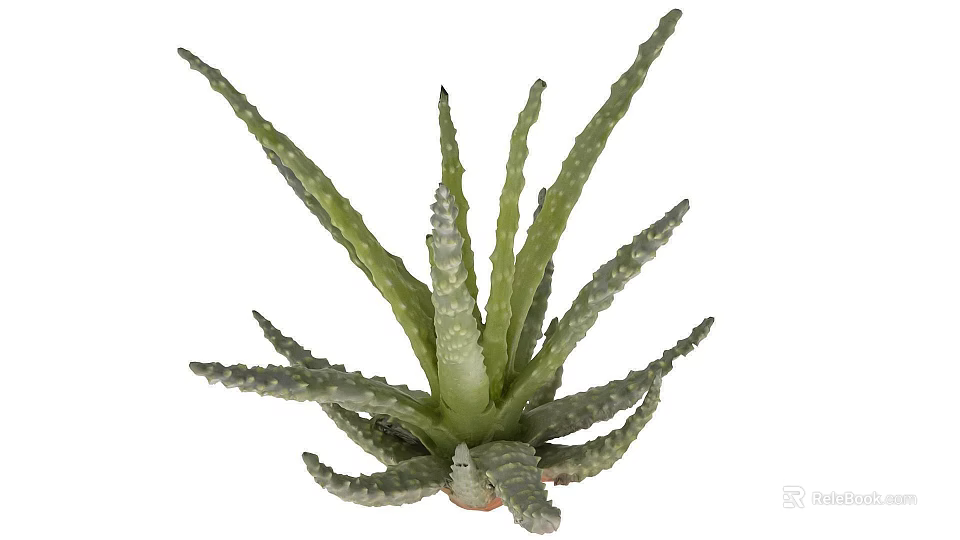 Aloe Vera Succulent Plant With Green Spiky Leaves And White Spots 3d model 