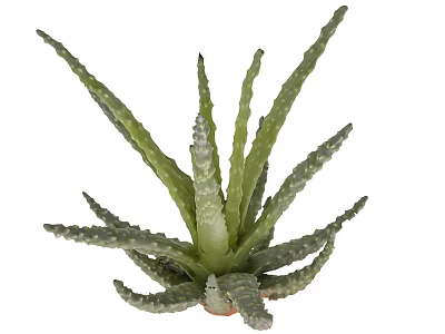 Aloe Vera Succulent Plant With Green Spiky Leaves And White Spots 3d model