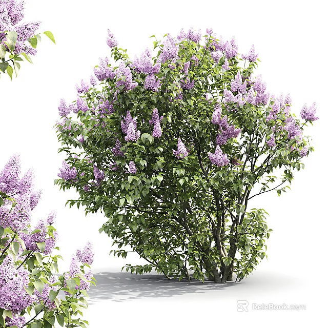 Lilac Arbor With Plentiful Purple Blossoms And Lush Green Foliage In Full Bloom 3d model 