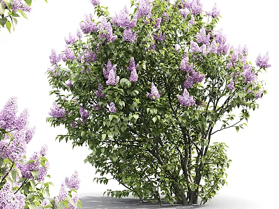 Lilac Arbor With Plentiful Purple Blossoms And Lush Green Foliage In Full Bloom 3d model