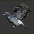 Pigeon Spreading Wings With Iridescent Blue Purple Green Feathers And Gray Wings On Dark Background