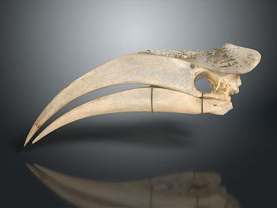 Parrot Skull Hawk Skull Bird Skull Bird Fossil Life Supplies 3d model