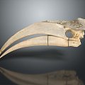 Parrot Skull Hawk Skull Bird Skull Bird Fossil Life Supplies 3d model