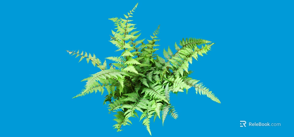 Vibrant Green Fern Shrub Featuring Lush Feathery Leaves on Blue Backdrop 3d model 