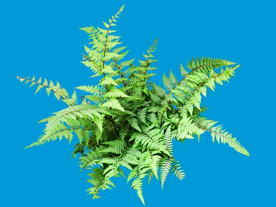 Vibrant Green Fern Shrub Featuring Lush Feathery Leaves on Blue Backdrop 3d model