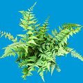 Vibrant Green Fern Shrub Featuring Lush Feathery Leaves on Blue Backdrop