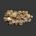 Natural Wooden Stone with Irregular Textured Surface for Home Decor Design