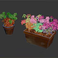 Vibrant Pink Geranium Plants With Green Leaves In Small And Large Rectangular Terracotta Pots 3d model