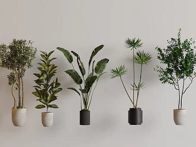 Various Types of Hanging Potted Plants in White and Black Pots on Light Colored Wall 3d model