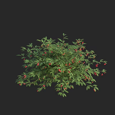 Evergreen Tree with Lush Green Foliage and Red Berries Against Black Backdrop 3d model