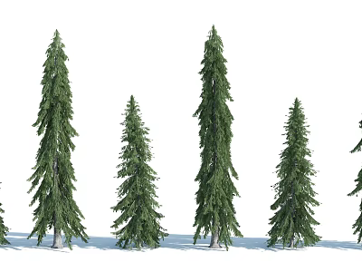 Evergreen Arbor Trees With Lush Green Foliage And Different Heights 3d model