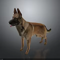 Brown and Black Dog With Pointed Ears Standing On Dark Reflective Surface With Tongue Out