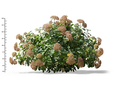 Healthy Hydrangea Bush Showing Full Bushy Growth With Round Flower Clusters And Lush Green Leaves 3d model