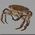 Vivid Brown And Purple Crab With Detailed Claws And Legs On Dark Background