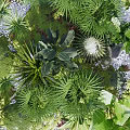 Lush Green Garden With Diverse Plants Cactus Ferns Succulents And White Pebbles