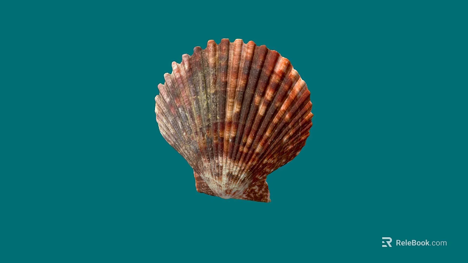 Brown And White Striped Fan Shaped Seashell With Ribbed Texture On Blue Background 3d model 