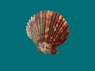 Brown And White Striped Fan Shaped Seashell With Ribbed Texture On Blue Background 3d model