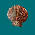 Brown And White Striped Fan Shaped Seashell With Ribbed Texture On Blue Background