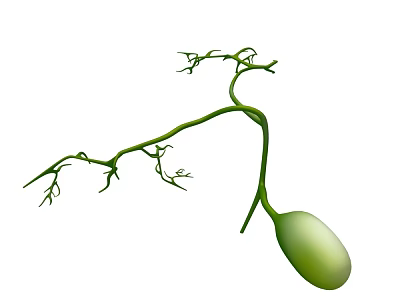 Green Vine Plant Structure With Small Branches And Oval Seed Pod 3d model