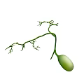 Green Vine Plant Structure With Small Branches And Oval Seed Pod