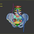 Detailed 3D Human Pelvis Anatomy Model Showing Internal Organs Spine And Blood Vessels