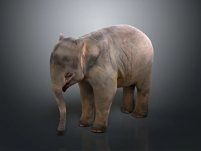 Realistic Baby Elephant 3D Model With Detailed Texture And Standing Pose On Gray Background 3d model