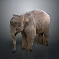 Realistic Baby Elephant 3D Model With Detailed Texture And Standing Pose On Gray Background
