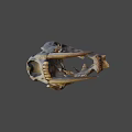 Ancient Animal Skull Fossil With Large Fangs And Detailed Bone Structure