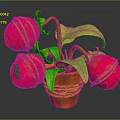 Potted Plant With Green Leaves And Red Fruits In Orange Rope Decorated Pot