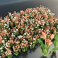 Elegant Vase Arrangement With Orange White Small Flowers And Pink White Tulips