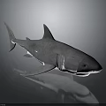Gray Shark 3D Model With Open Mouth Fins On Dark Background Reflection