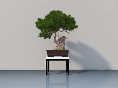 Bonsai Tree With Twisted Trunk Green Foliage In Brown Pot On Small Black Table 3d model