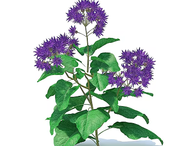 Vibrant Purple Flowers With Lush Green Leaves Growing On Sturdy Stem In Fresh Bloom 3d model